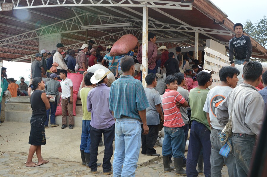 Pesando el cafe recolectado